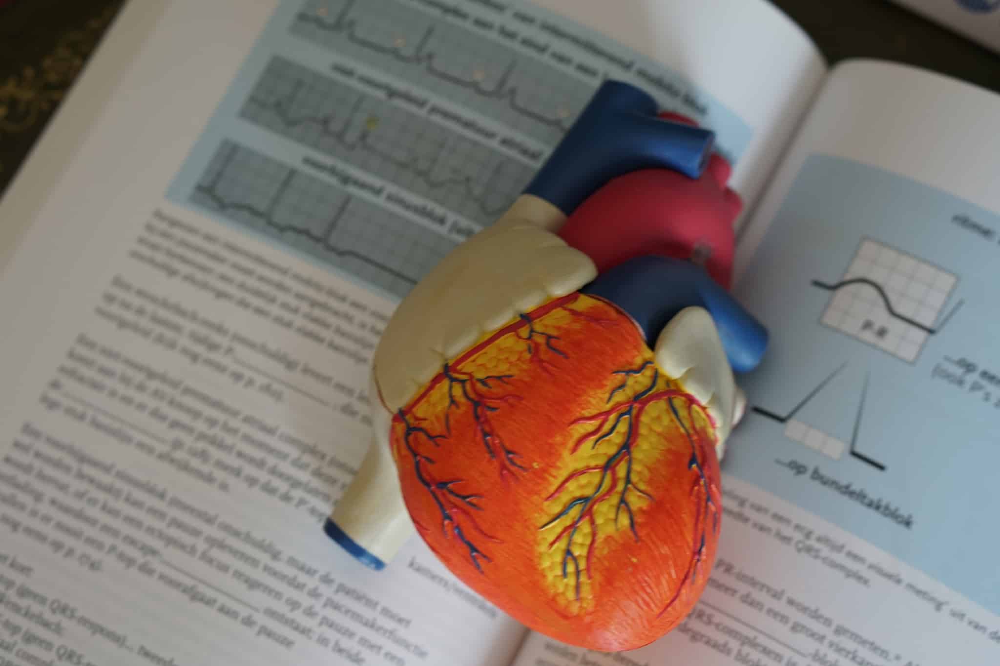 Model of a heart with an open book